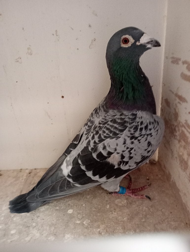 Coq reproducteur ! ! ! !, Animaux & Accessoires, Mâle, Pigeon voyageur