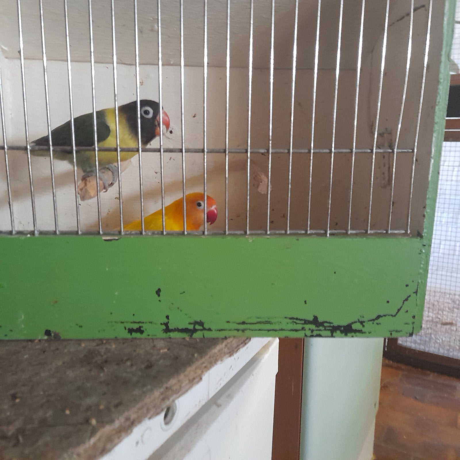 Vogels, Dieren en Toebehoren