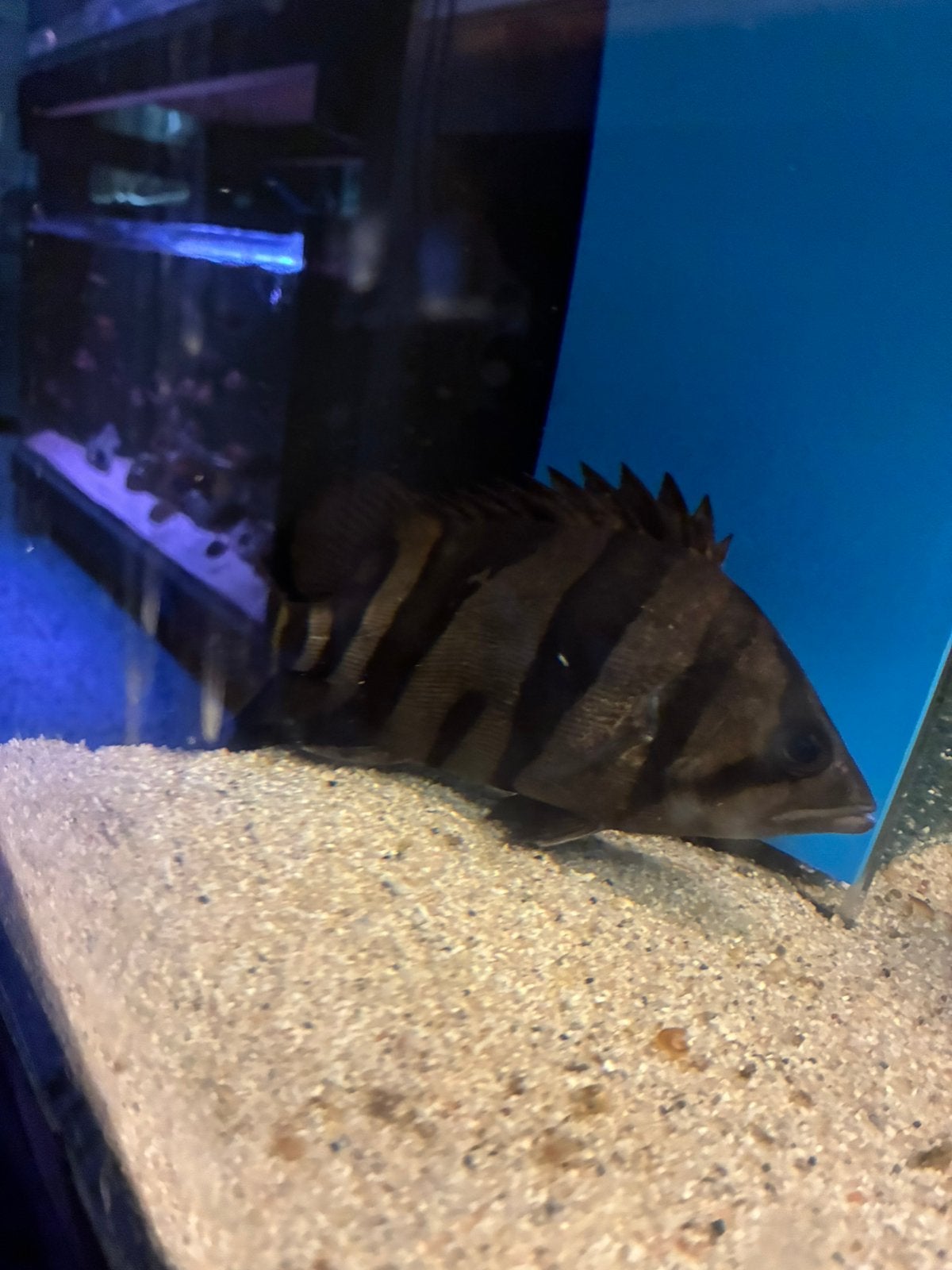 Datinoides Microlepis, Animaux & Accessoires, Poisson, Poisson d'eau douce, Banc de poissons