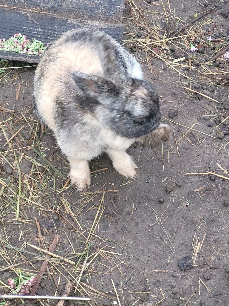 Konijn, Dieren en Toebehoren, Konijnen, Vrouwelijk, Klein, 3 tot 5 jaar