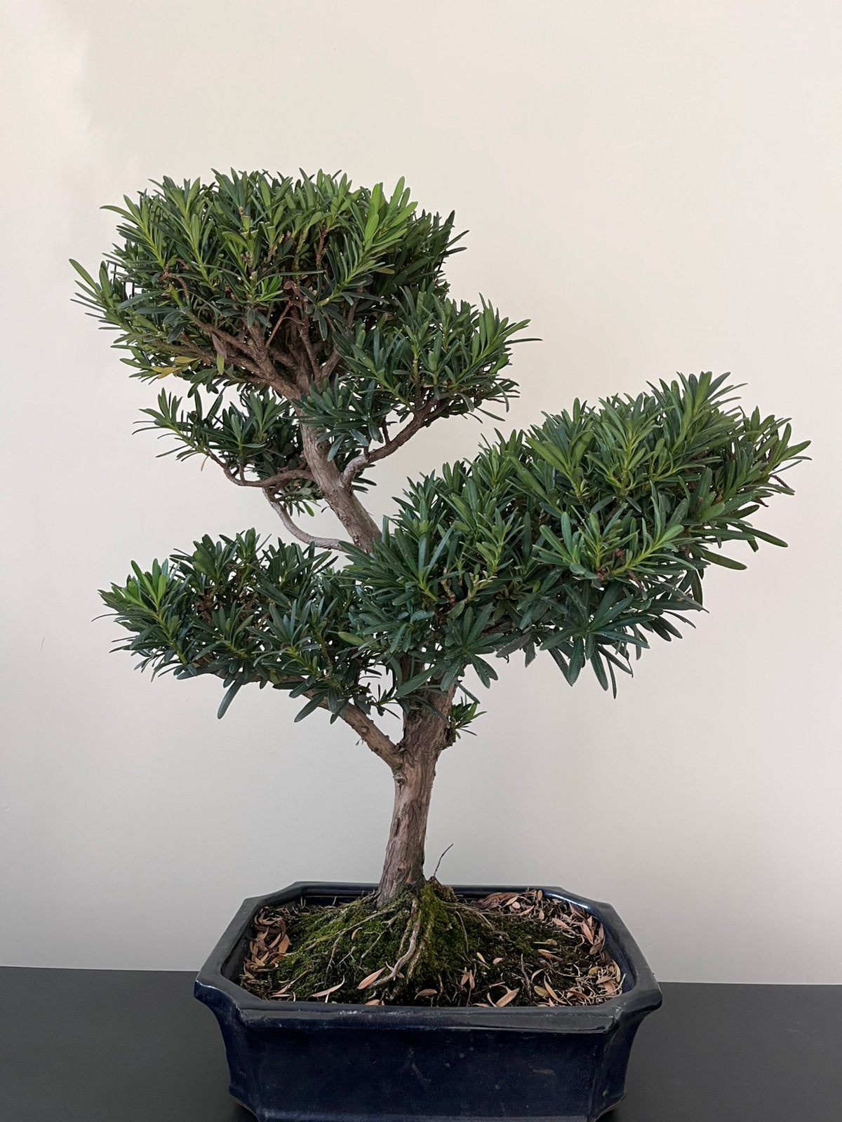 Podocarpus Bonsai, Tuin en Terras, Planten | Bomen, Ophalen