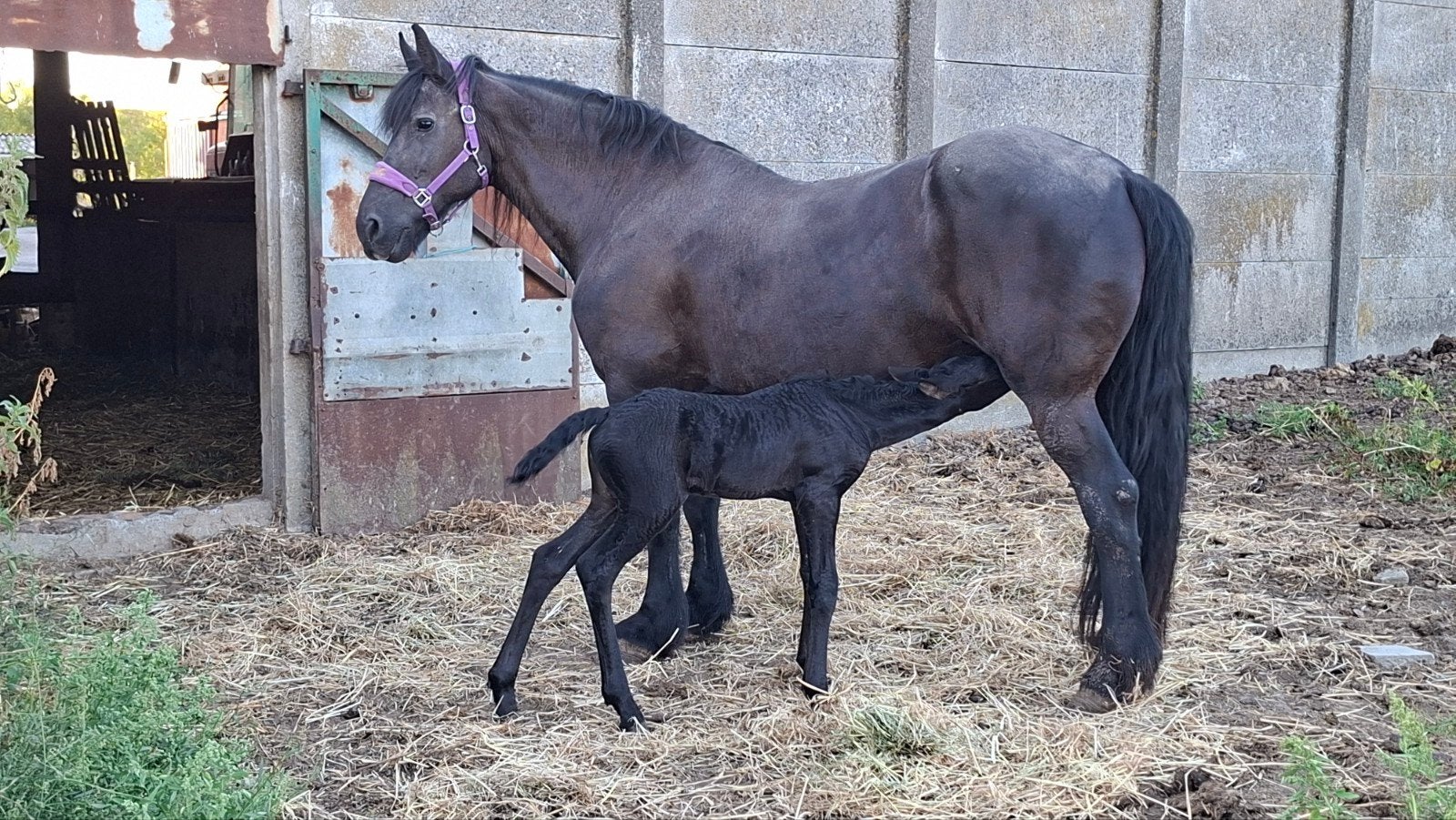 weide gezocht veulenproof, Dieren en Toebehoren, Weidegang, 2 of 3 paarden of pony's
