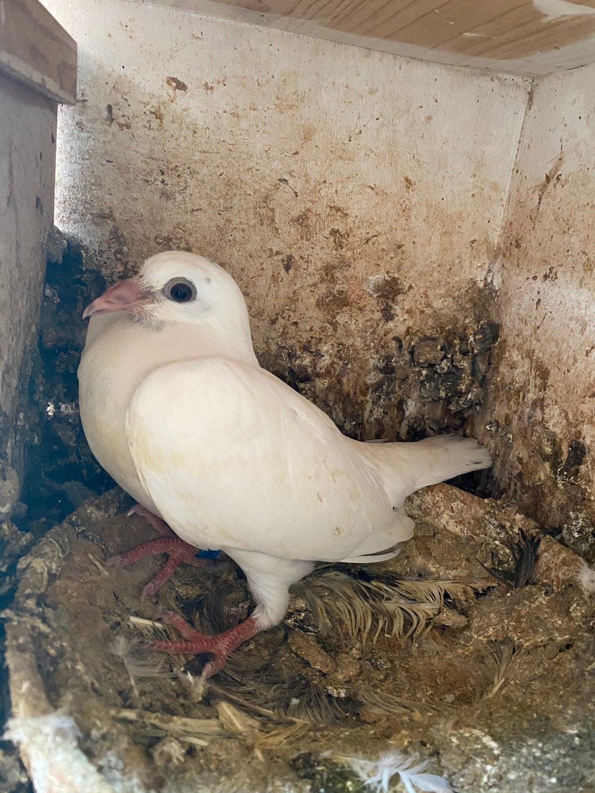 Mooi white jong, Dieren en Toebehoren, Vogels | Duiven, Vrouwelijk, Postduif