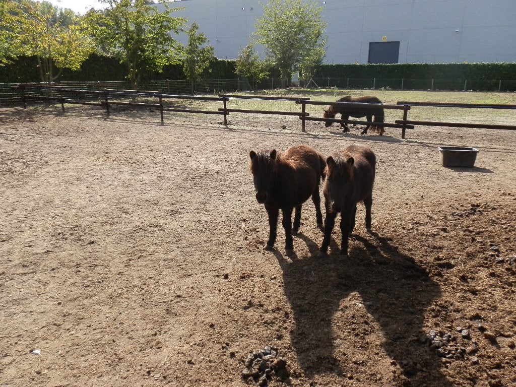 shetland pony, Dieren en Toebehoren, Met stamboom, Niet van toepassing, 0 tot 2 jaar, Hengst