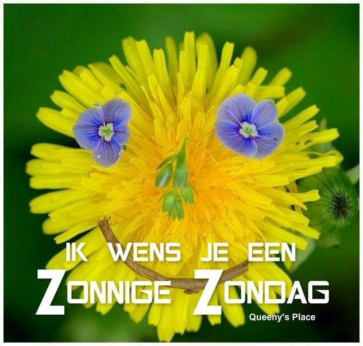 Iemand dat een nestje kittentjes heeft?