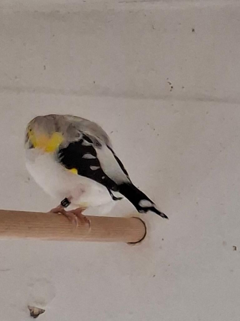 Agaat witkop putter met grijze rug, Animaux & Accessoires, Oiseaux | Oiseaux Autre, Bagué
