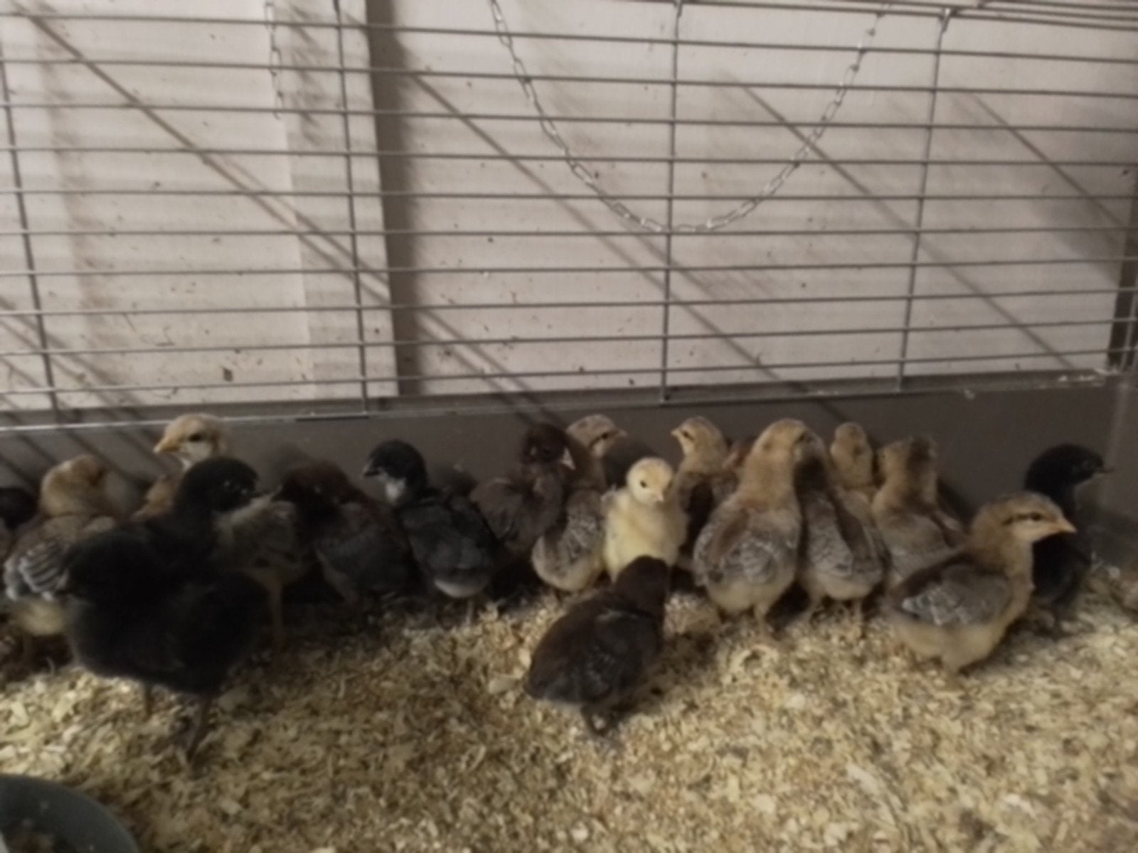 Cream legbar en marans kuikens, Dieren en Toebehoren, Pluimvee