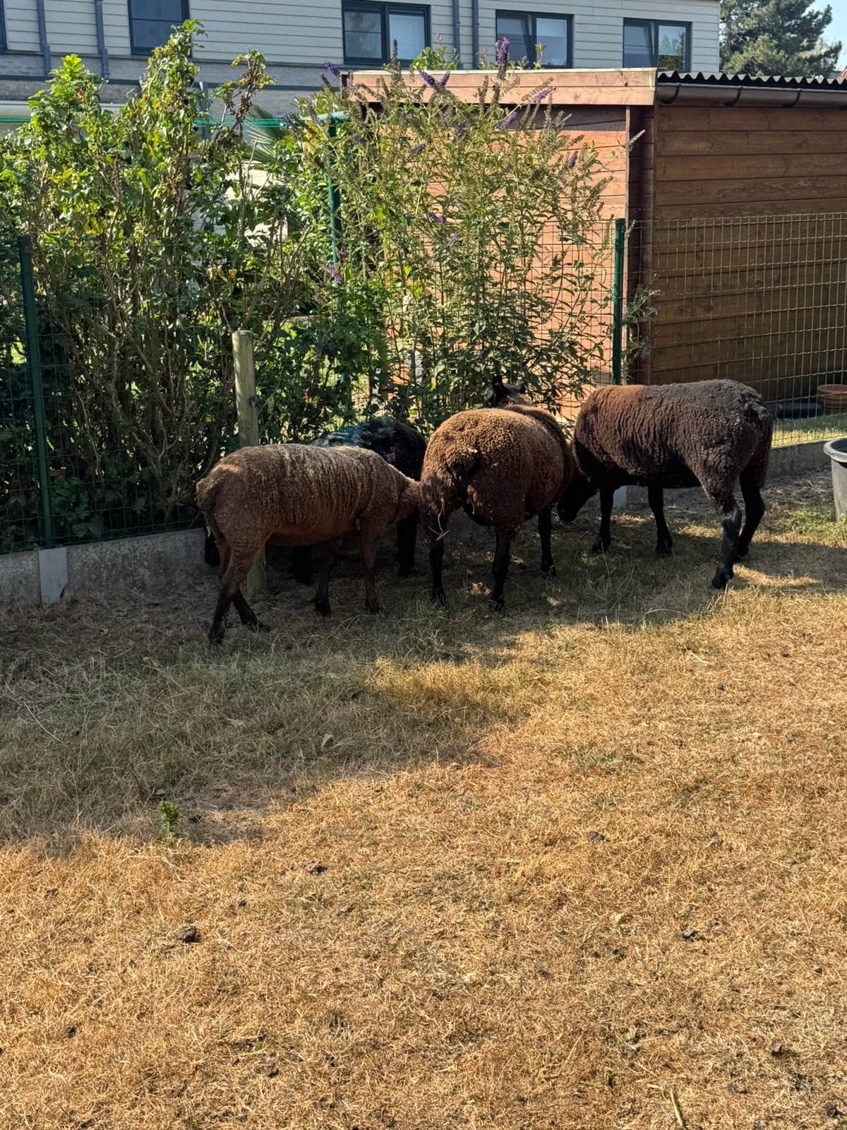Ooien, Dieren en Toebehoren, Schapen, Geiten en Varkens