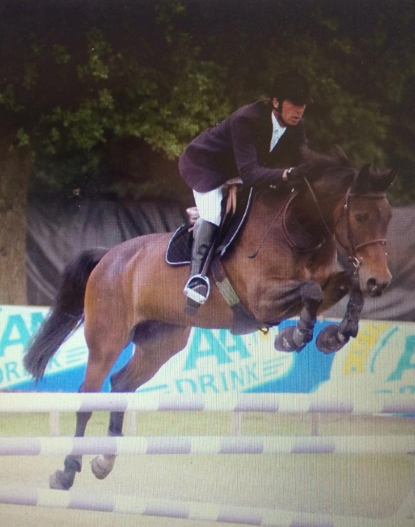 Door rijden of verkoops klaar maken van springpaarden, Animaux & Accessoires, Chevaux