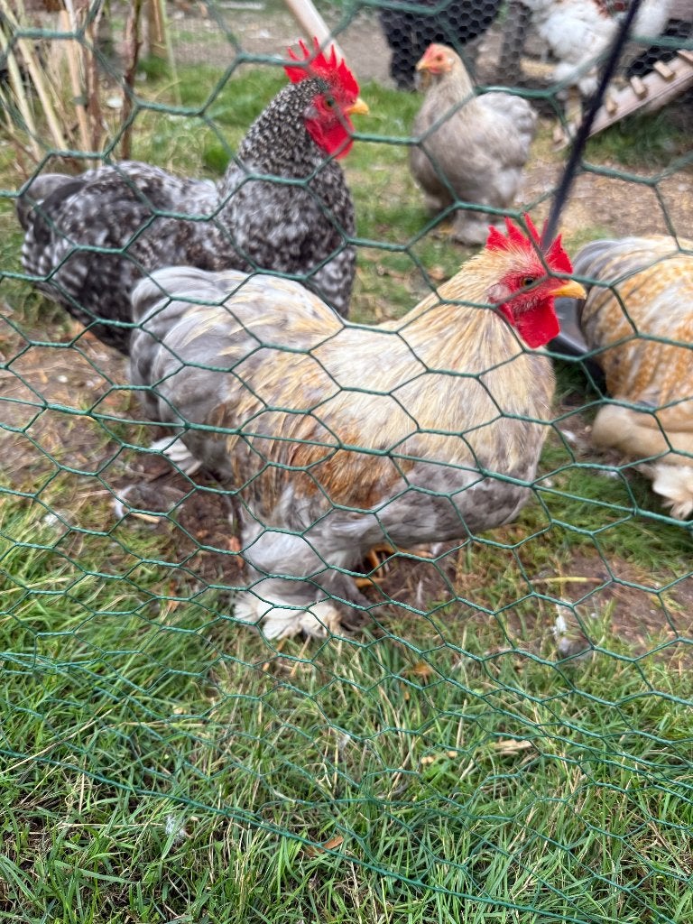 Cochin Kriel haantjes, Mâle, Poule ou poulet