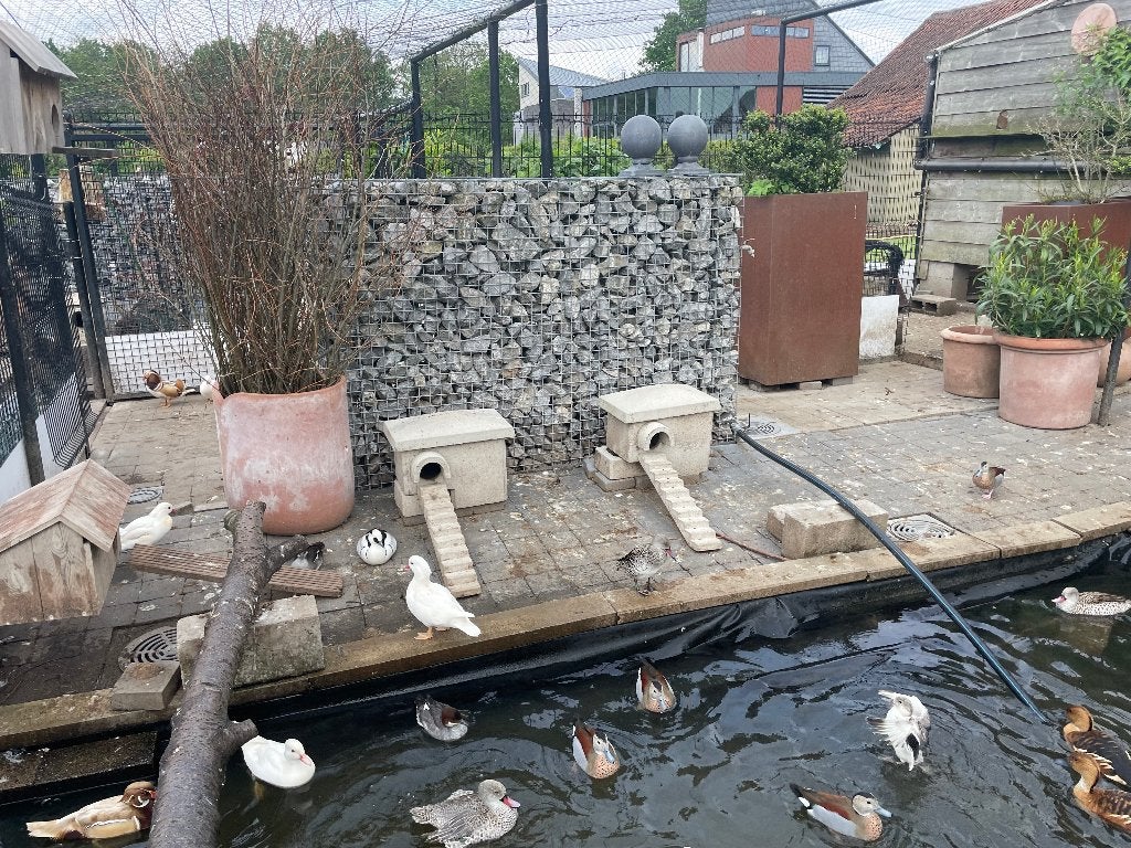 pluimvee en toebehoren, Dieren en Toebehoren, Meerdere dieren, Eend