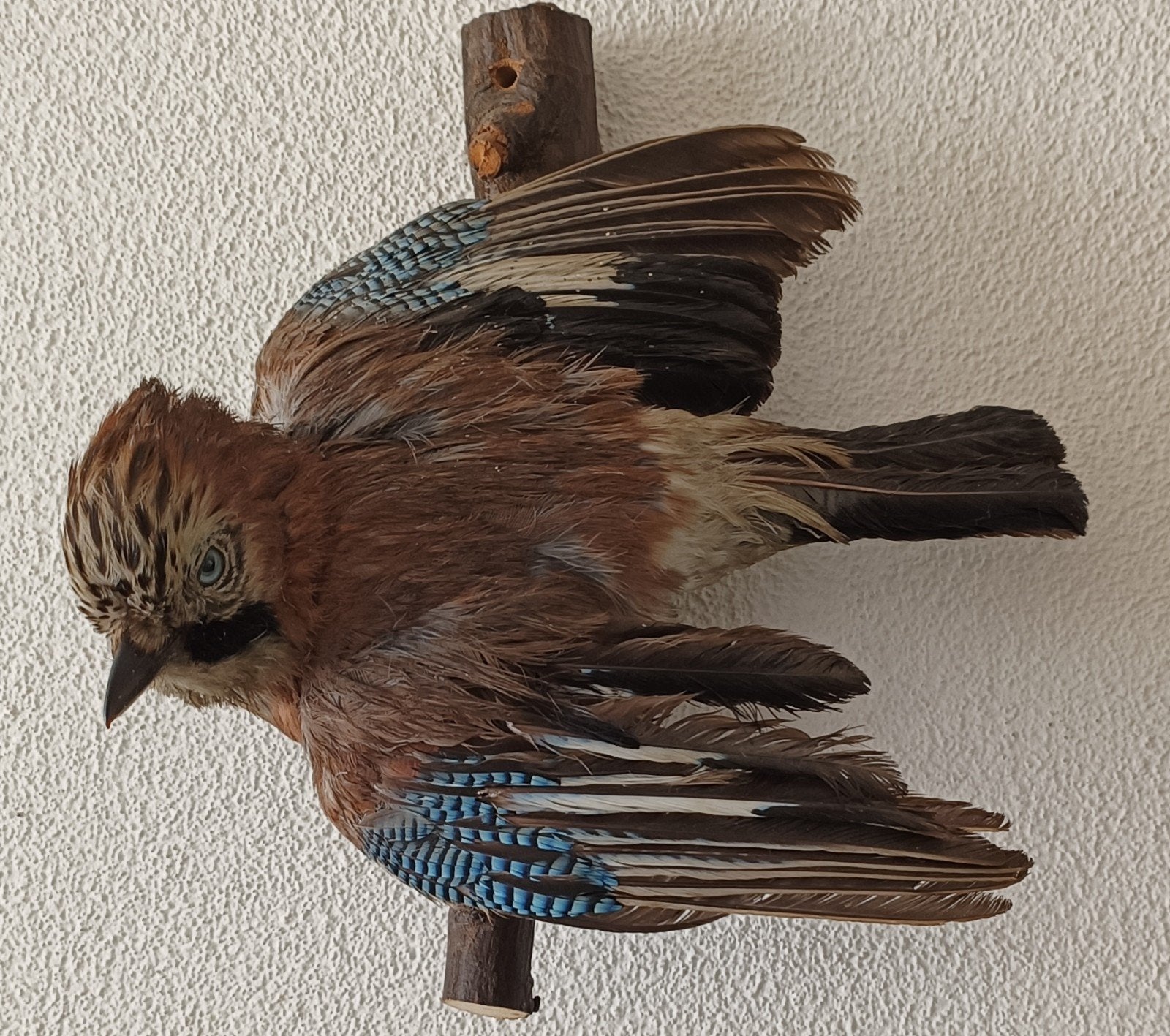 configurer un poste de taxidermie, Collections, Enlèvement ou Envoi, Utilisé, Oiseaux, Animal empaillé