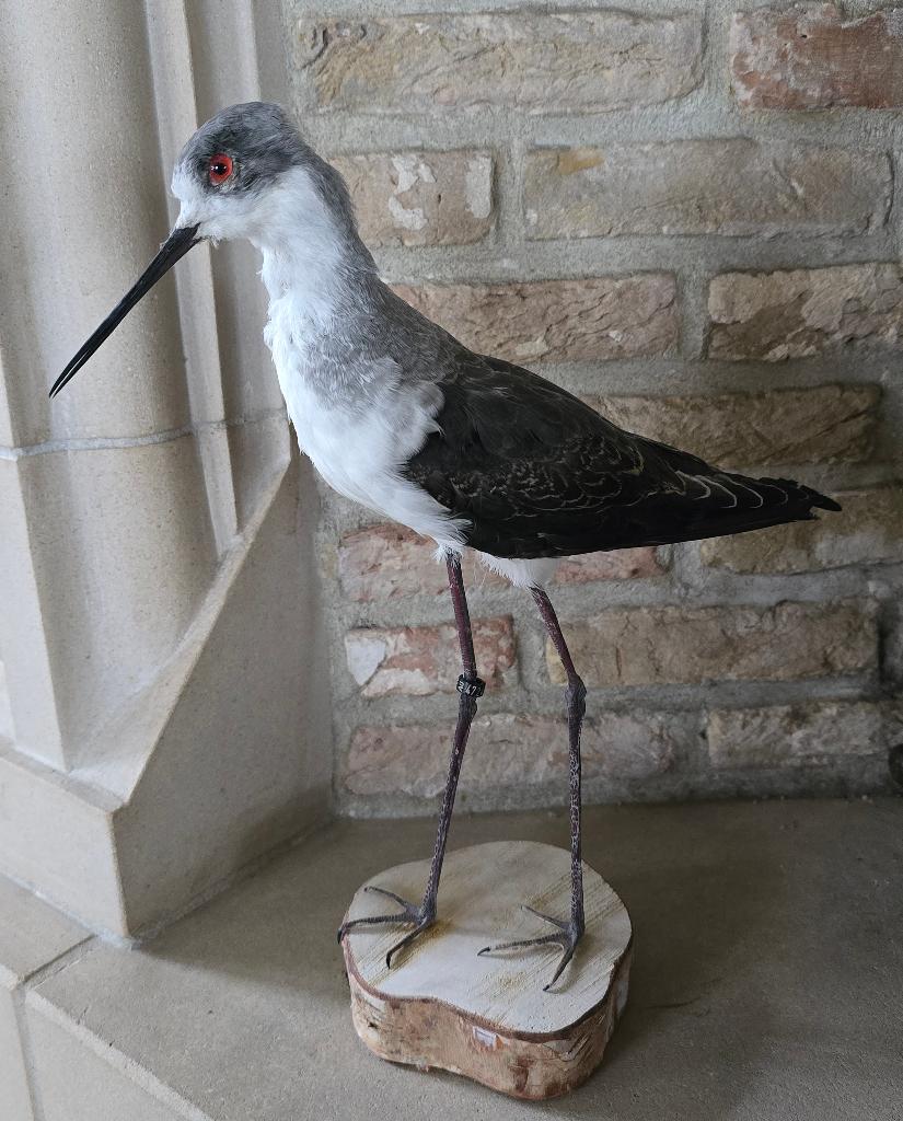 opgezette dieren en vogels: opgezette kippen, steltkluut, Verzamelen, Ophalen of Verzenden, Nieuw, Boerderijdier, Opgezet dier