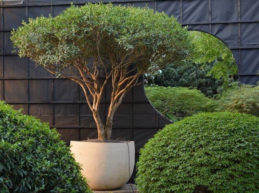 Osmanthus heterophyllus - wintergroene meerstammige boom, Tuin en Terras, Volle zon, Vaste plant, Zomer, Ophalen