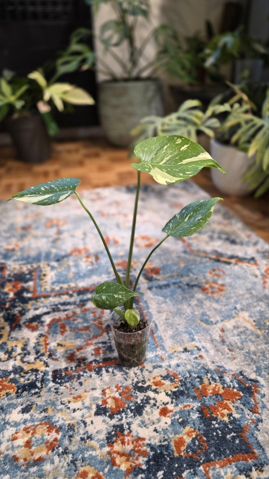 Monstera thai constelation, Maison & Meubles, Enlèvement ou Envoi