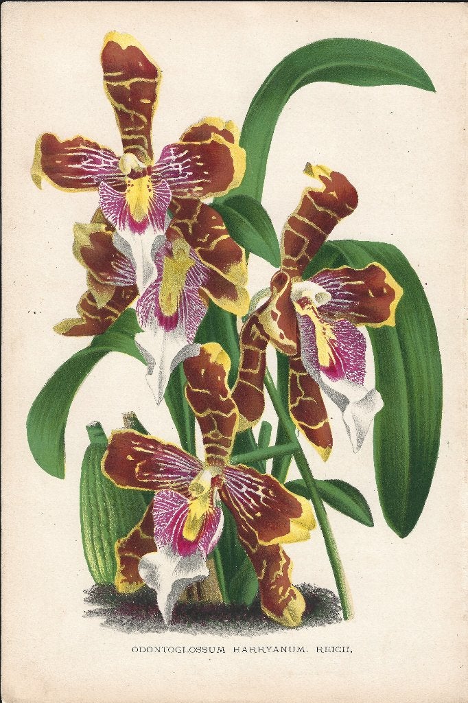 Antieke botanische chromolithografie (1900-1912) Orchidee, Natuur, Gebruikt, Ophalen of Verzenden, Voor 1940