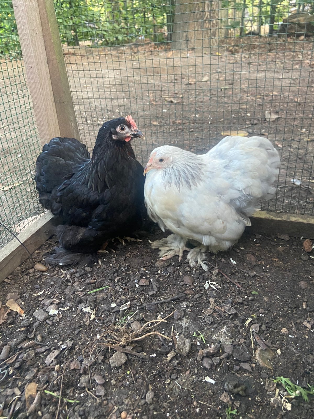 Cochin krieltjes, Plusieurs animaux, Poule ou poulet