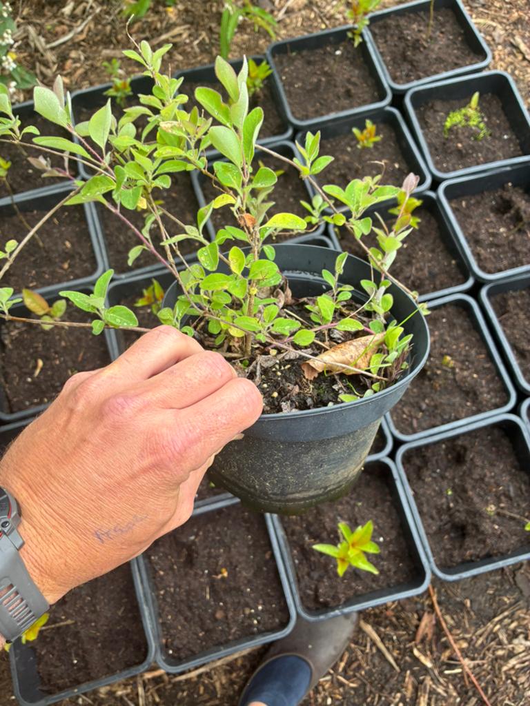 Wilde kamperfoelie, Tuin en Terras, Planten | Tuinplanten, Ophalen