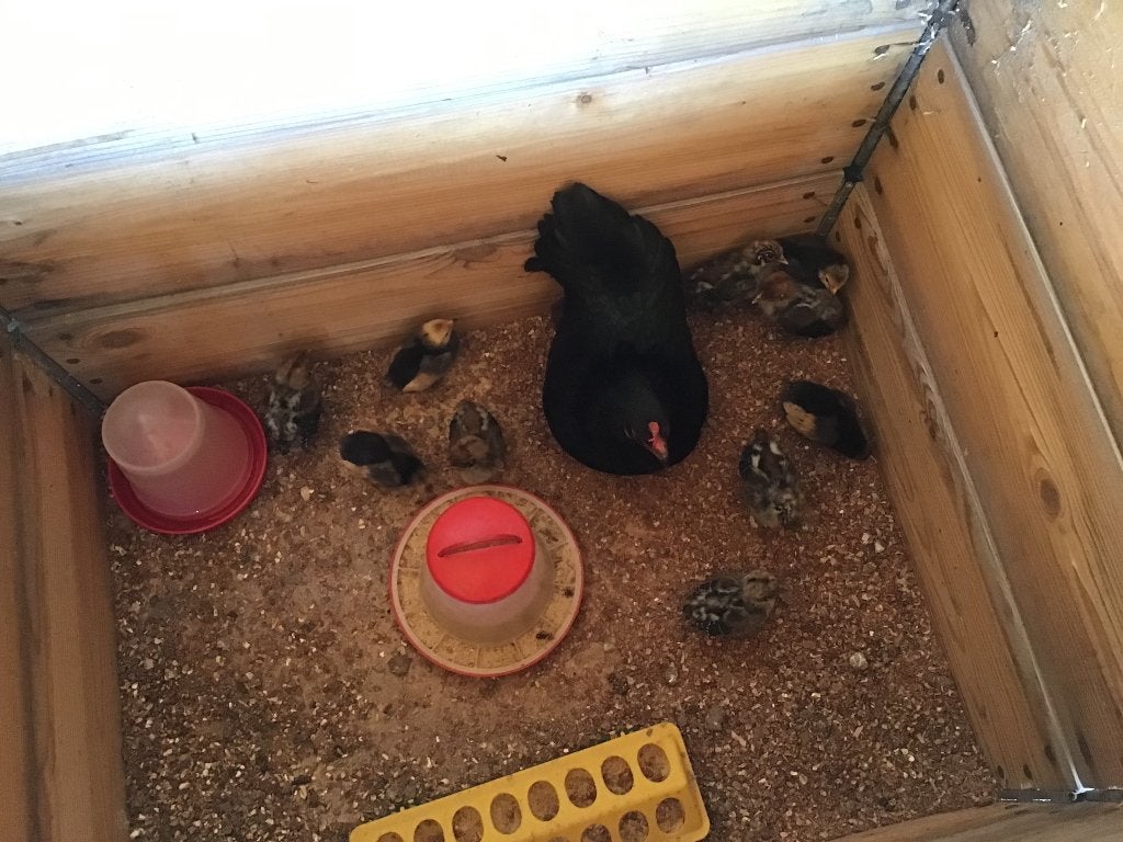 Kip met ras kuikens, Sexe inconnu, Poule ou poulet