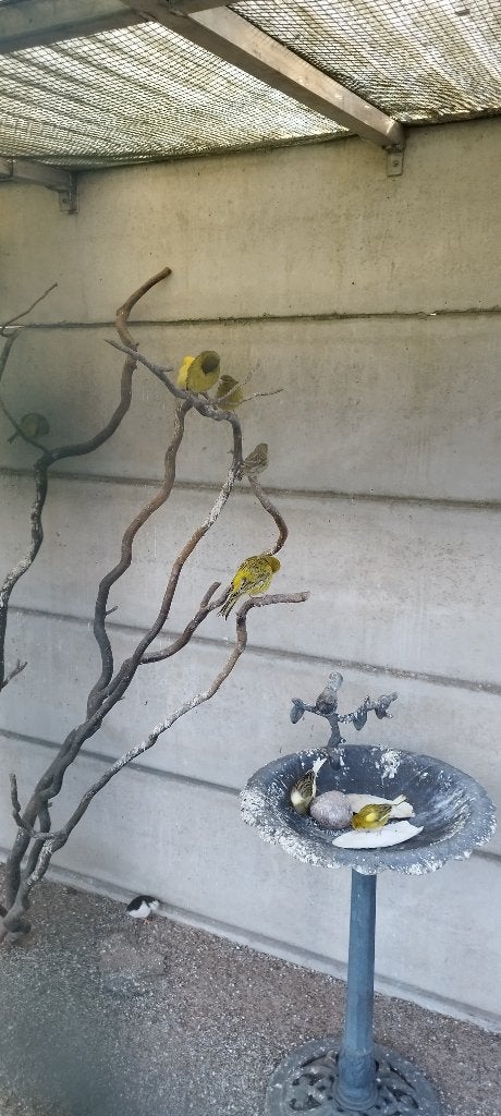 Canaris a vendre, Plusieurs animaux, Canari chanteur