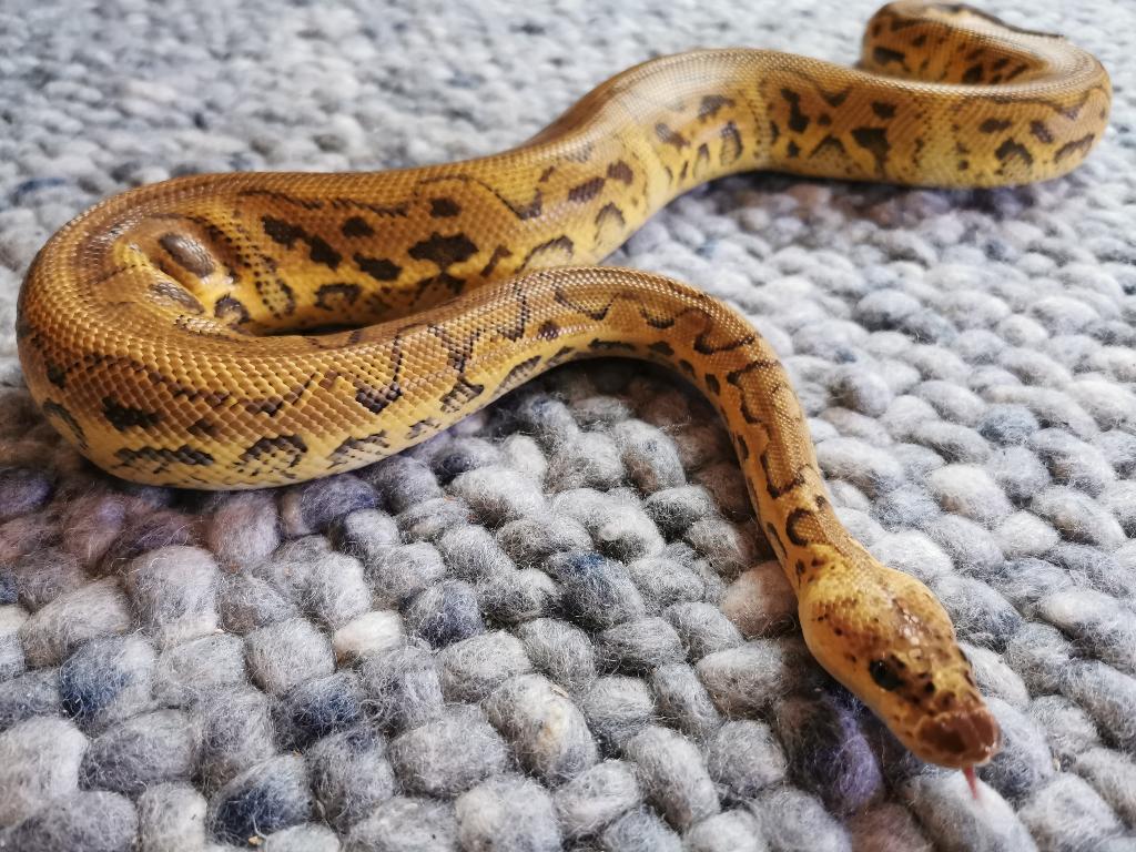 1.0 Clown Pastel koningspython, python regius, Dieren en Toebehoren, Reptielen en Amfibieën, Slang, 0 tot 2 jaar, Tam