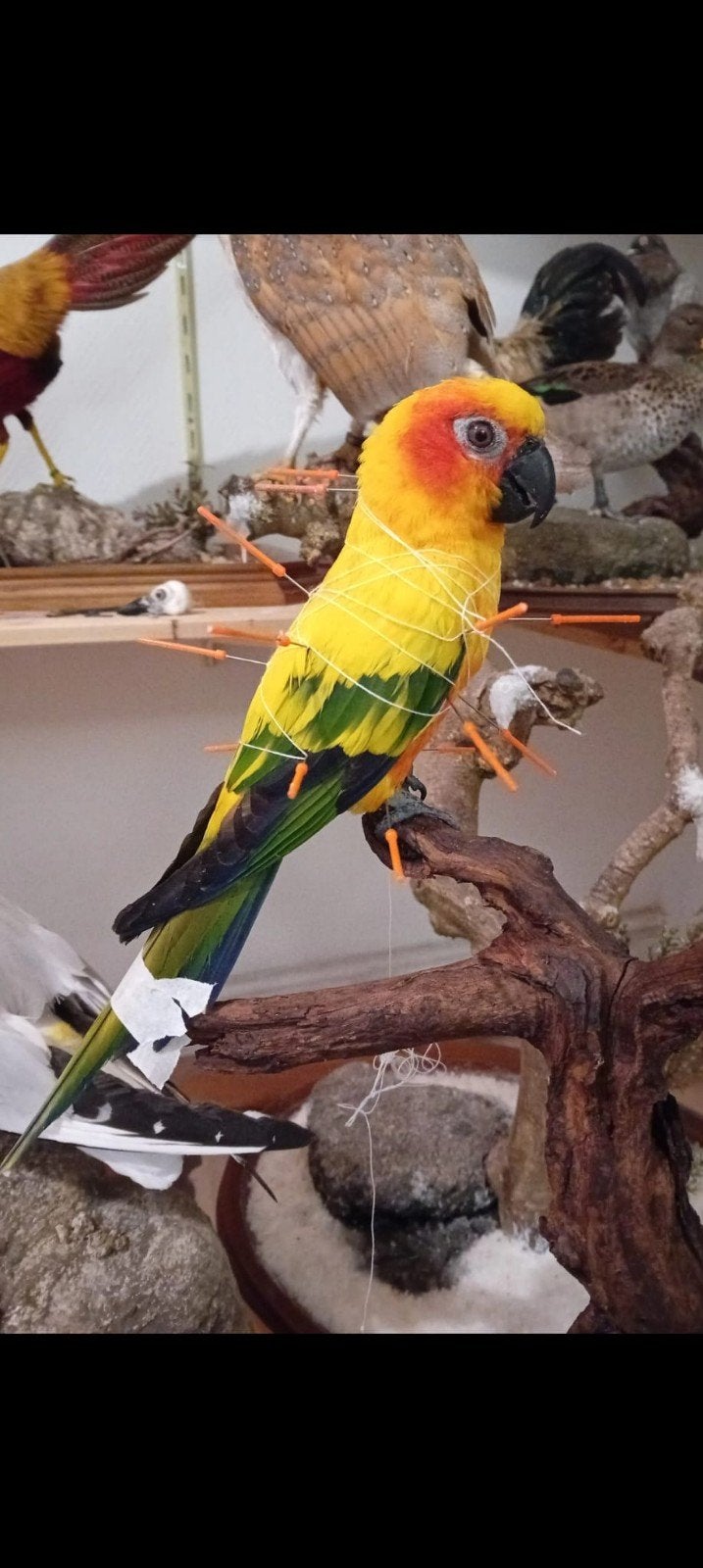 Gezocht dode vogels voor taxidermie, Dieren en Toebehoren, Vogels | Parkieten en Papegaaien, Geringd