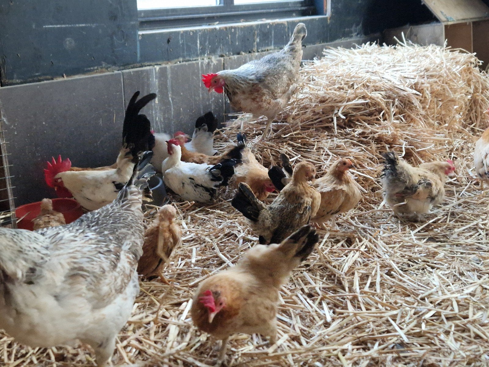 jonge chabo's en legkippen, Dieren en Toebehoren, Pluimvee, Kip