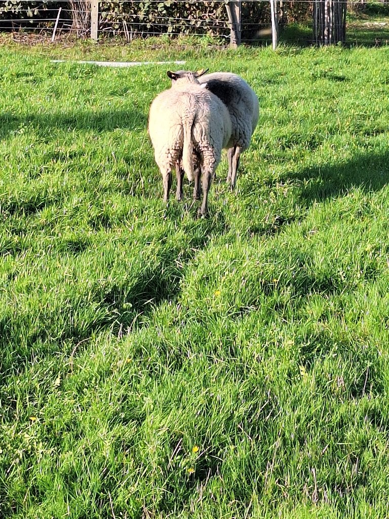 bok / ram, Mâle, Mouton, 0 à 2 ans