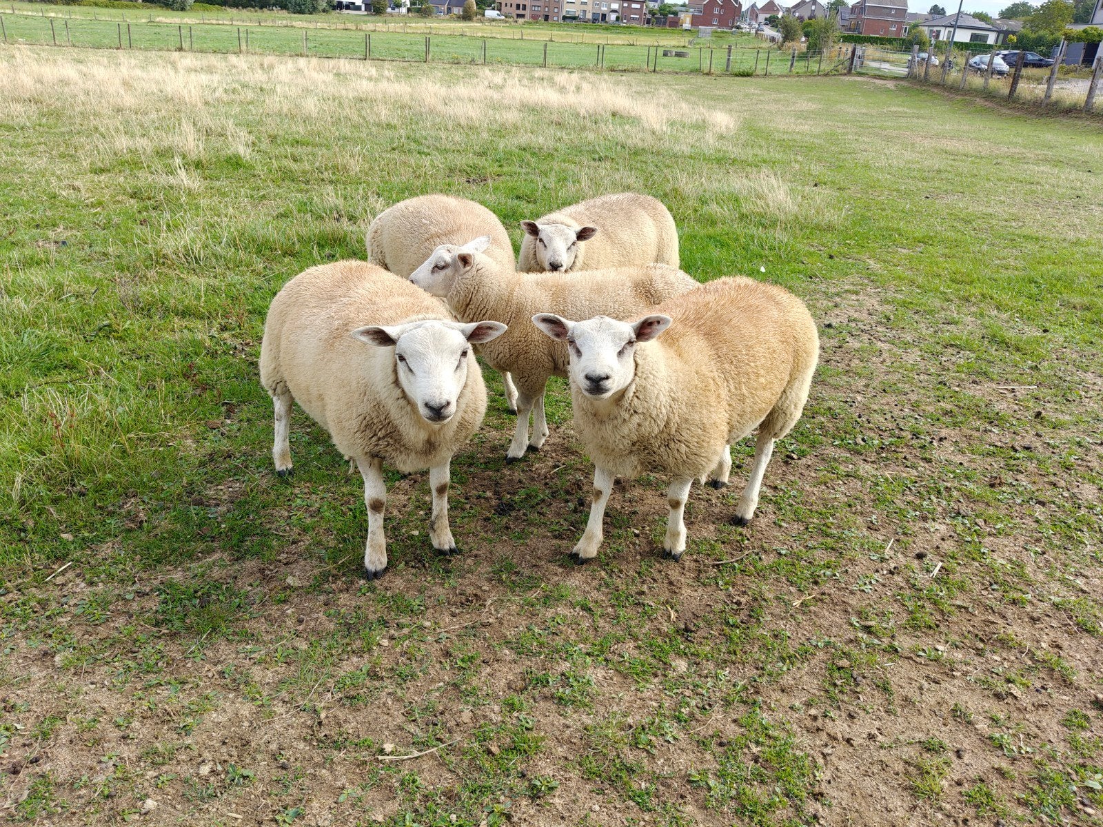 Mooie schapen rammen, Dieren en Toebehoren, Schapen, Geiten en Varkens, Mannelijk, Schaap, 0 tot 2 jaar