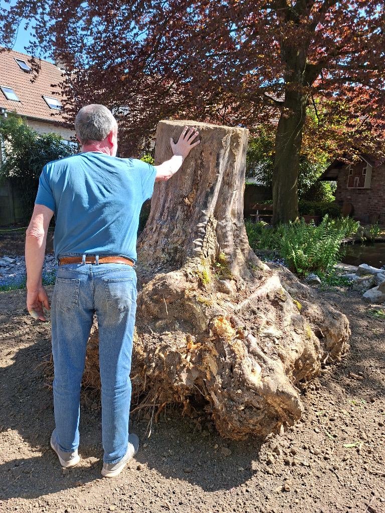 Souche d'arbre, Enlèvement, Utilisé