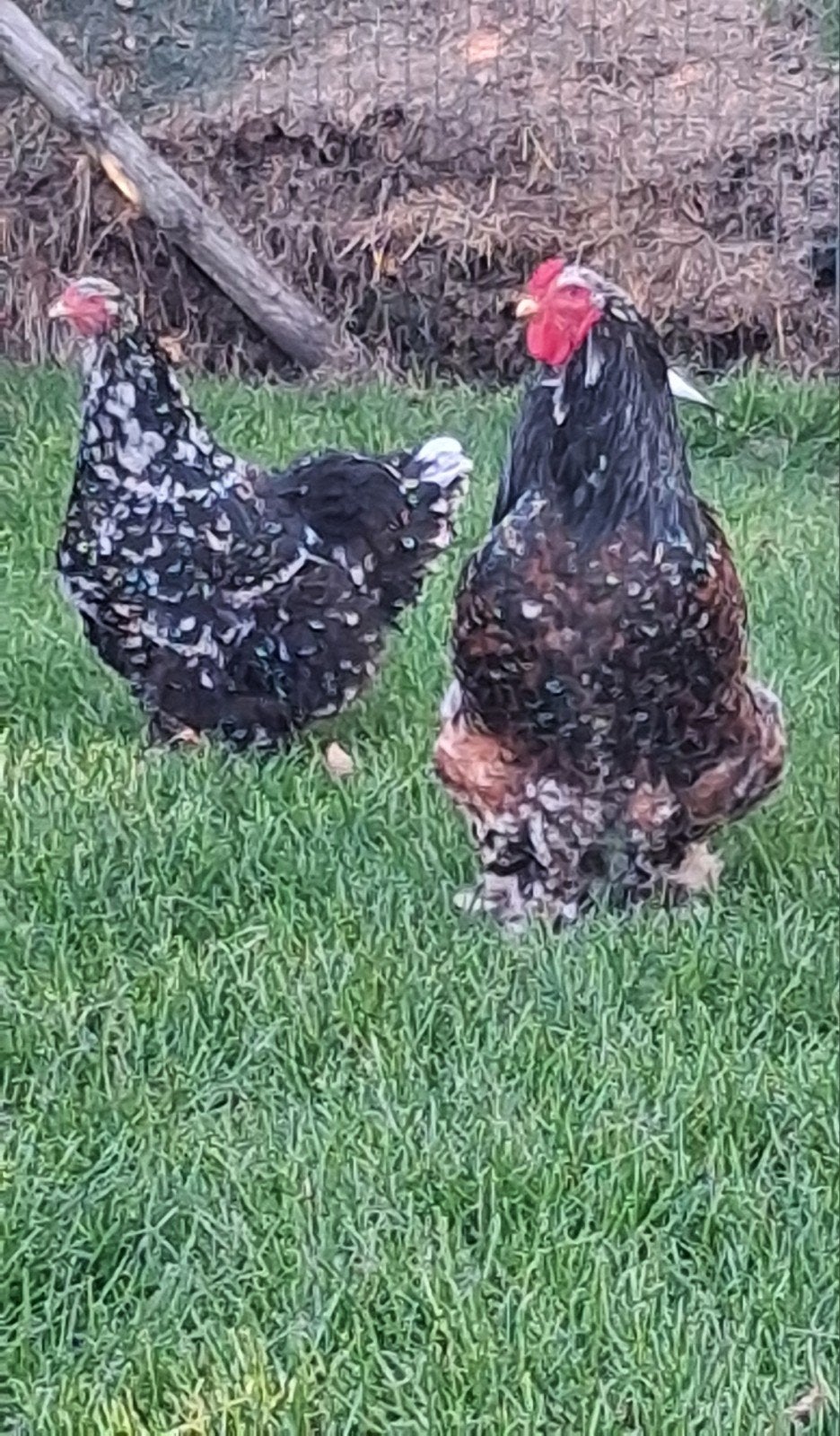 Brahma porselein haan, 1 jaar oud, Mannelijk, Kip