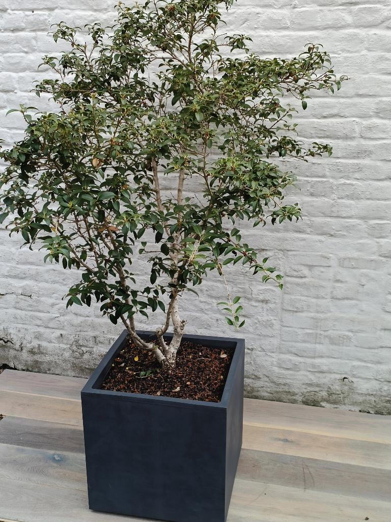 Osmanthus burkwoodi in pot, Tuin en Terras, Planten | Bomen, Overige soorten, 100 tot 250 cm, Halfschaduw, Lente, In pot, Ophalen