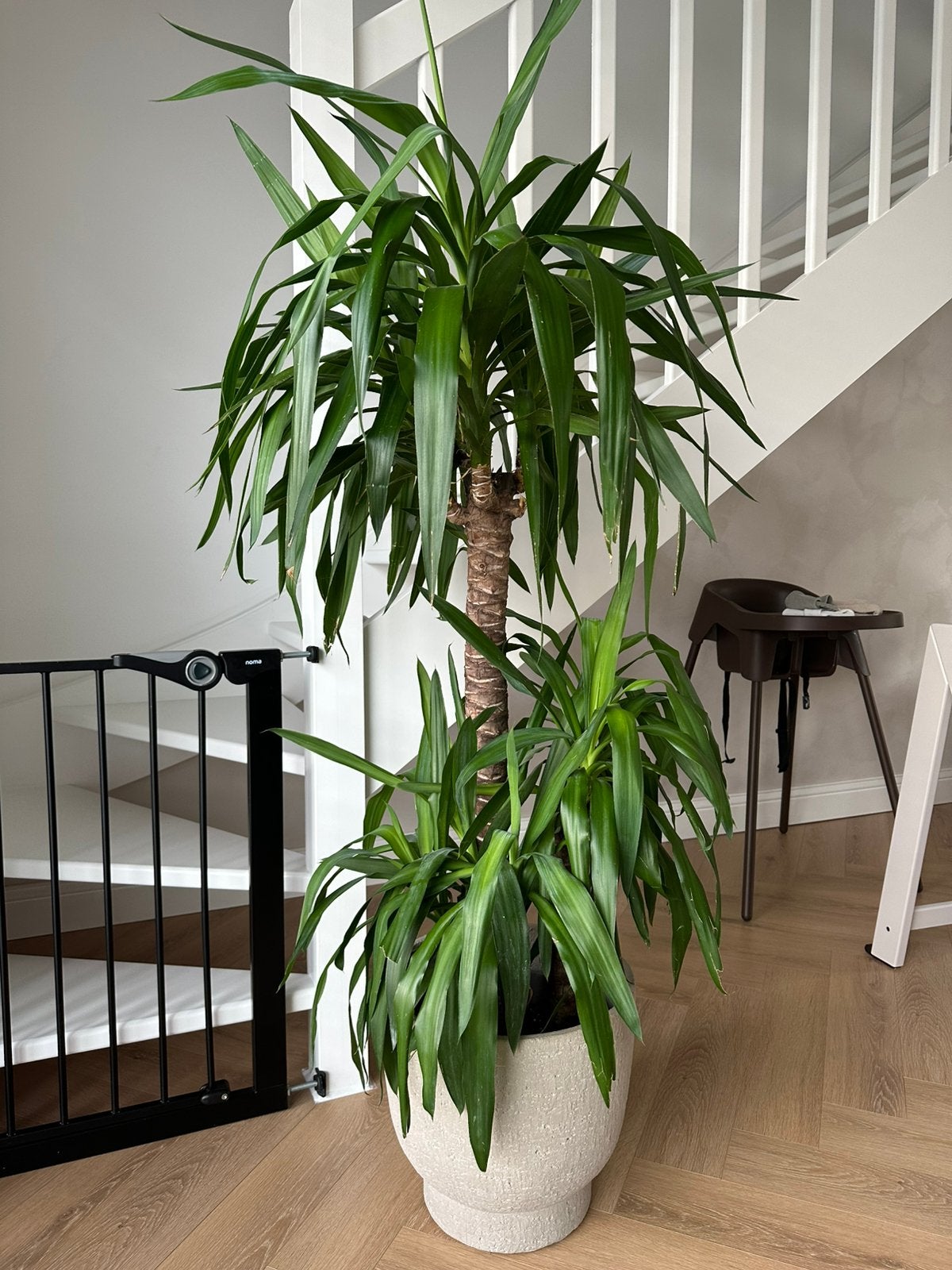 Plante  d'intérieur Yukka, Maison & Meubles, Plantes d'intérieur, Enlèvement