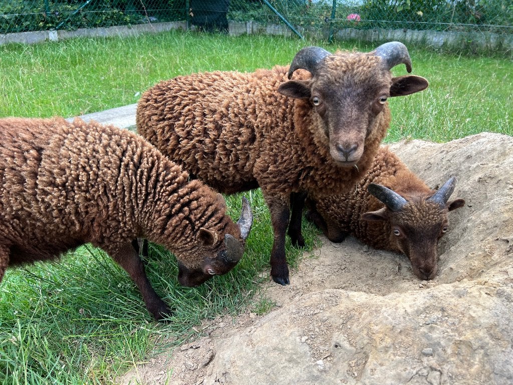 ouessant ram lam bruin, Mannelijk, Schaap, 0 tot 2 jaar