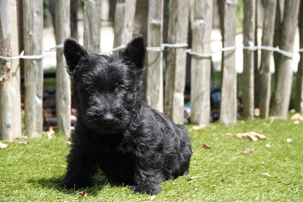 Prachtige Schotse Terriër pup, met stamboom, Dieren en Toebehoren, Honden | Jack Russells en Terriërs, België, Parvo, Overige rassen