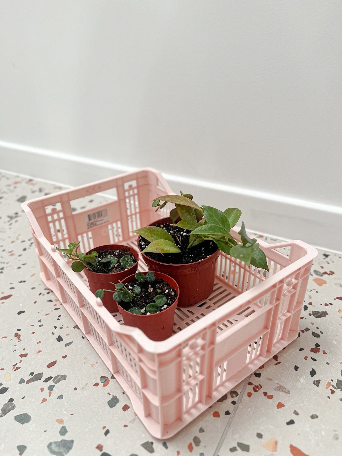 Hoya box, Huis en Inrichting, Kamerplanten, Ophalen, Overige soorten, In pot, Minder dan 100 cm