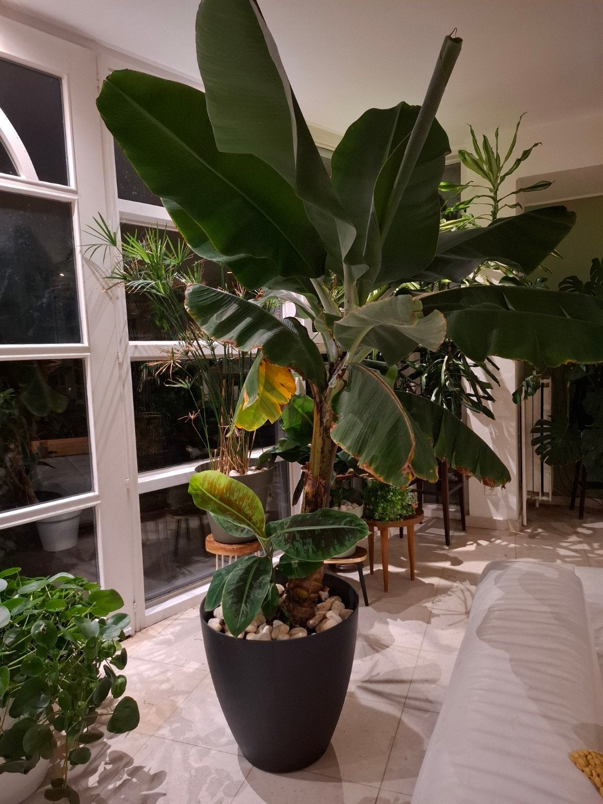 bananenplant, Huis en Inrichting, Ophalen
