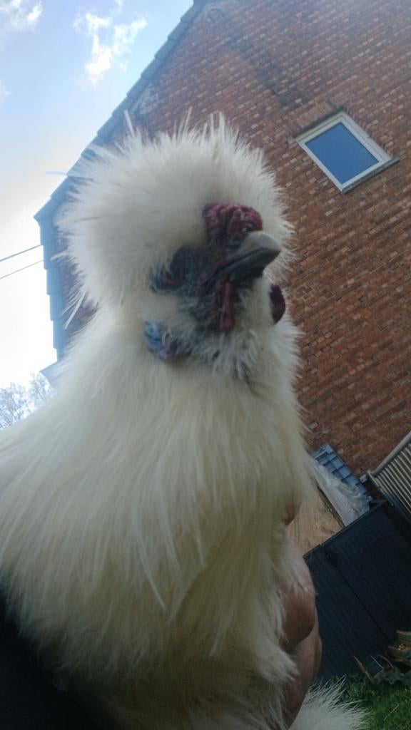 Gratis !!!! Klein wit haantje ( silkie ), Dieren en Toebehoren, Pluimvee