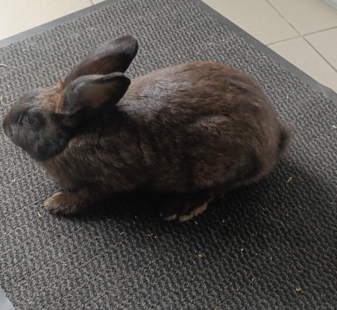 Infirmières, races ou animaux de compagnie, Femelle, Grand, 0 à 2 ans