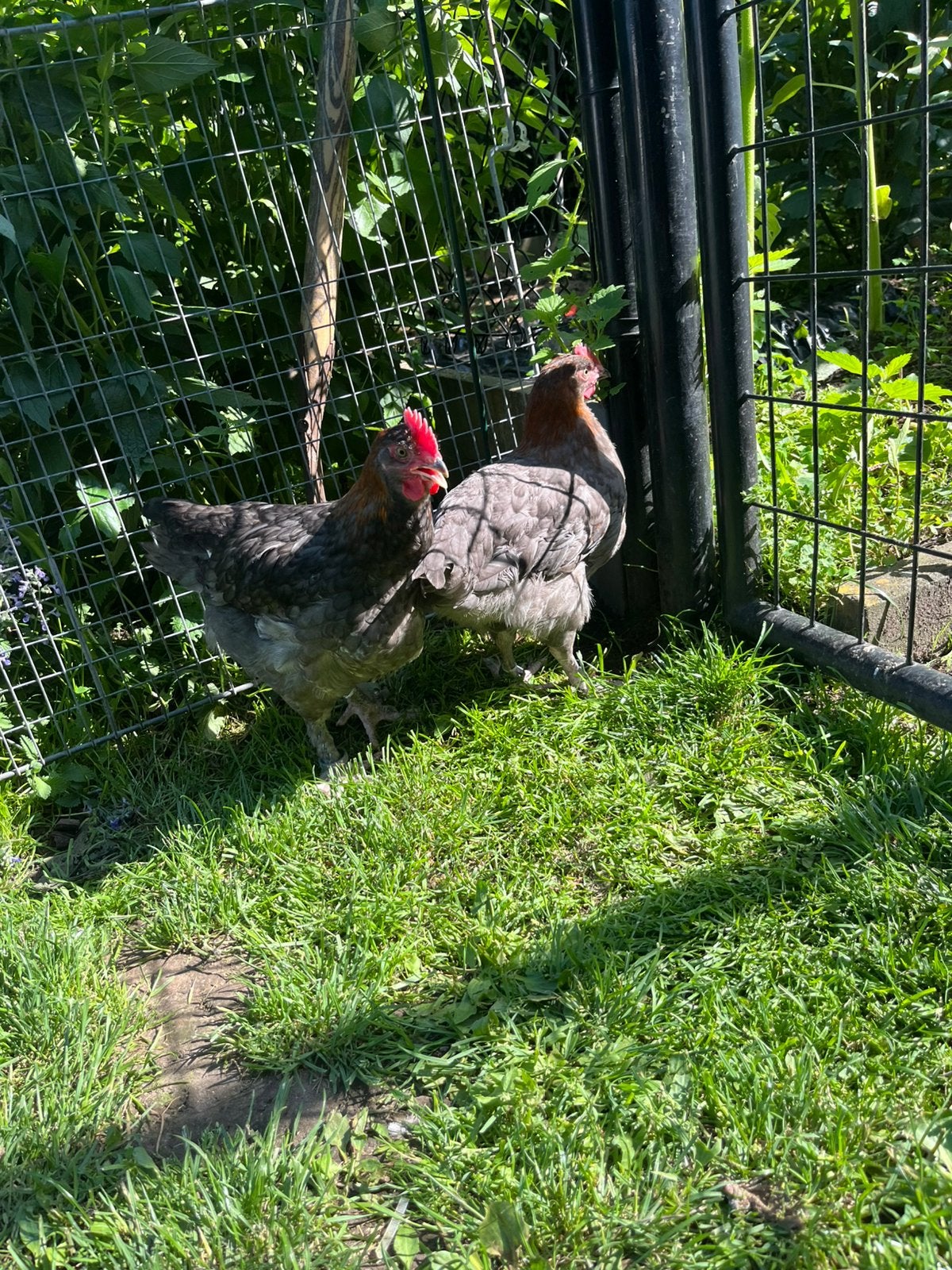 Marans hanen TT lijn, Mâle, Poule ou poulet