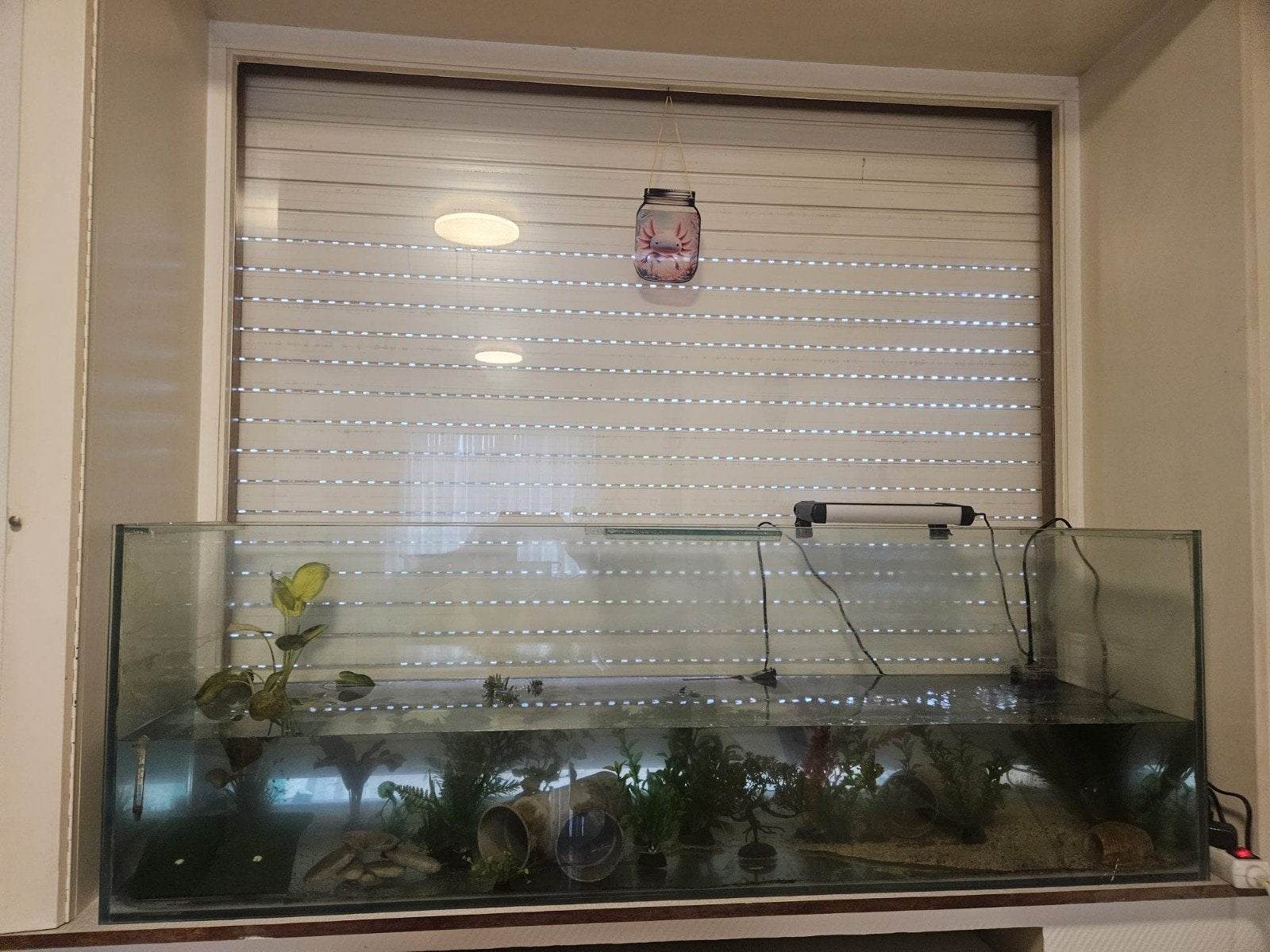 Axolotl avec aquarium, Enlèvement, Decoratie