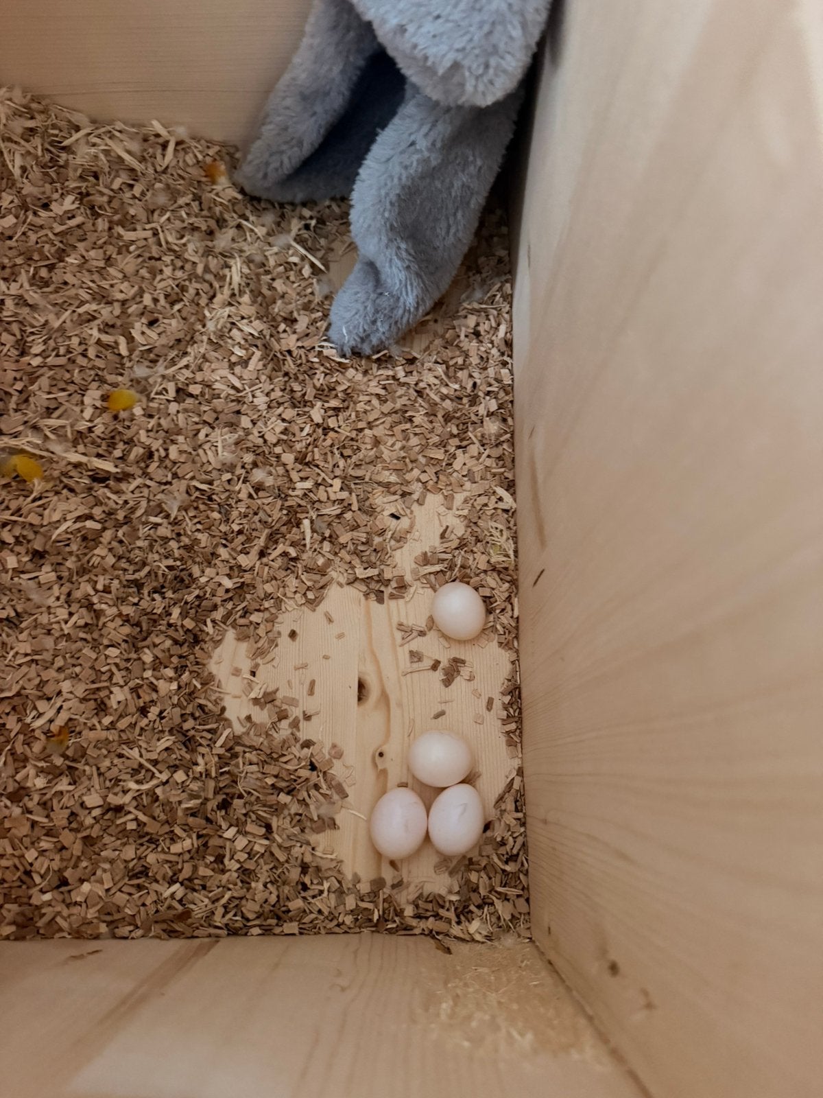 Recherche oeufs de perroquets fecondé a mettre en couveuse, Animaux & Accessoires, Domestique, Janvier, Autres types, Sexe inconnu
