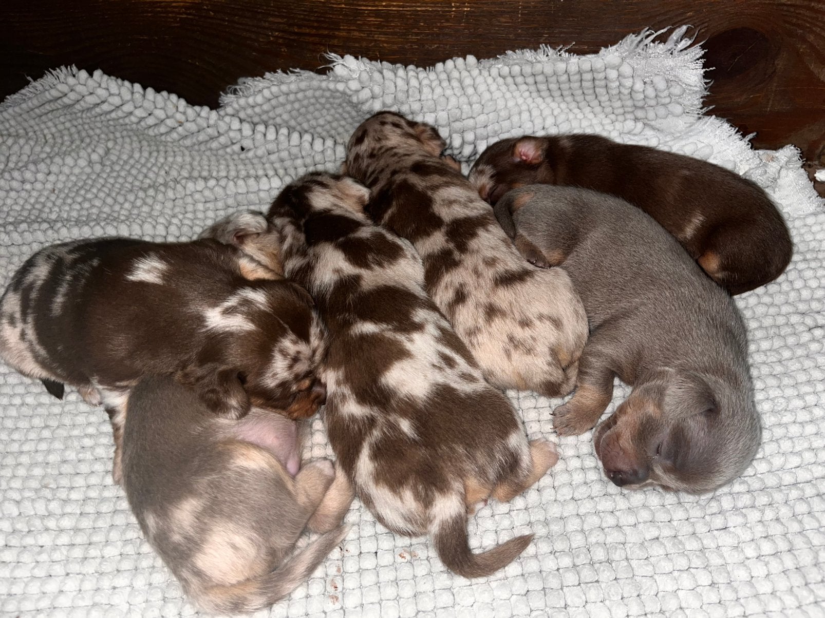 Jack russel puppy choco merle, Animaux & Accessoires, Chiens | Jack Russell & Terriers, Plusieurs animaux, Jack Russel Terrier