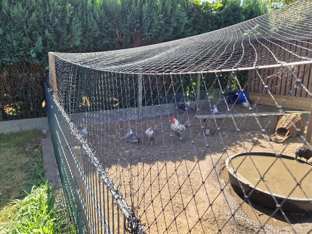 Zilverbrakel toom, Dieren en Toebehoren, Pluimvee, Meerdere dieren, Kip