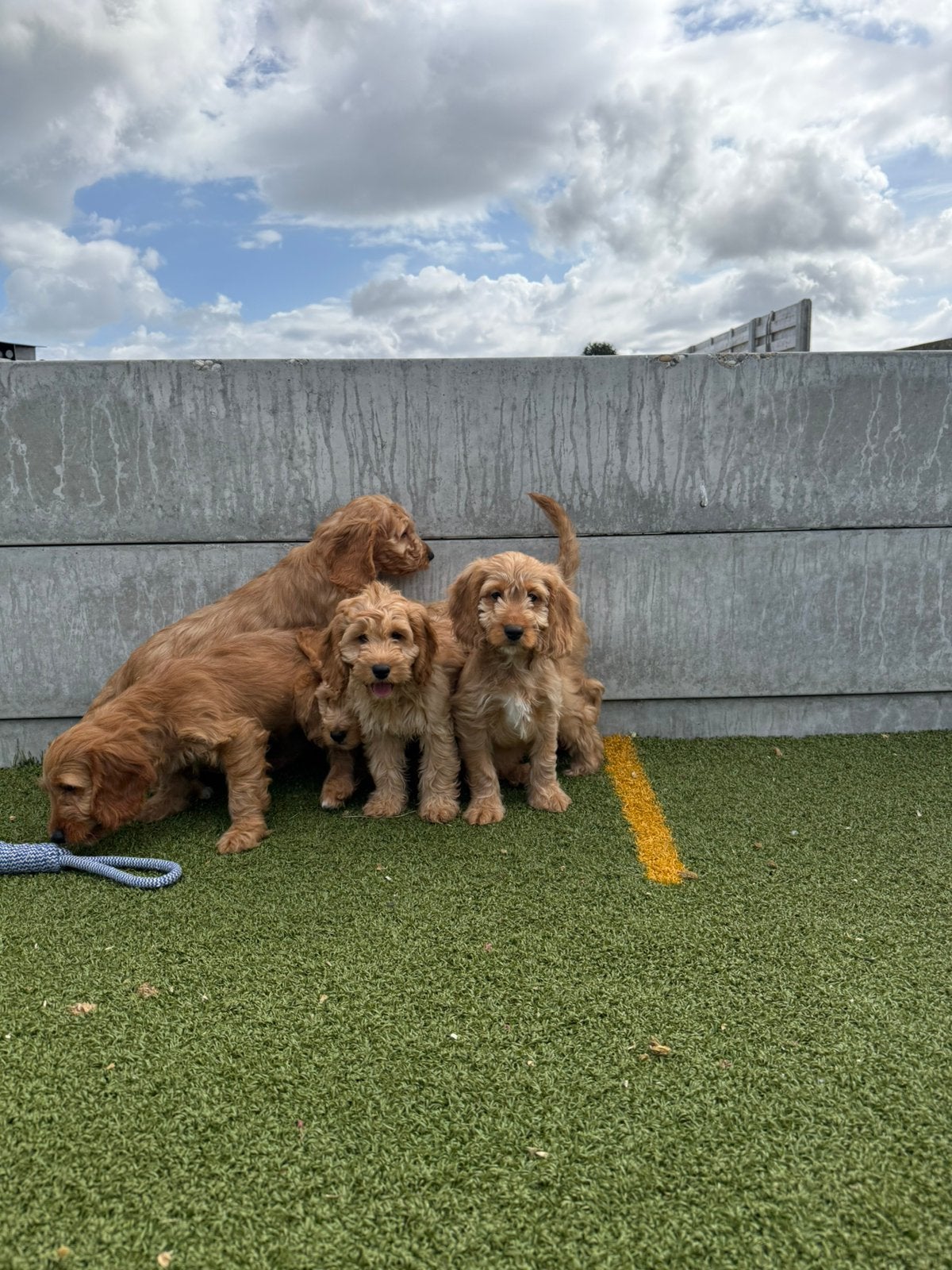 Cockapoo pups, Dieren en Toebehoren, Parvo, België, 15 weken tot 1 jaar, Overige rassen