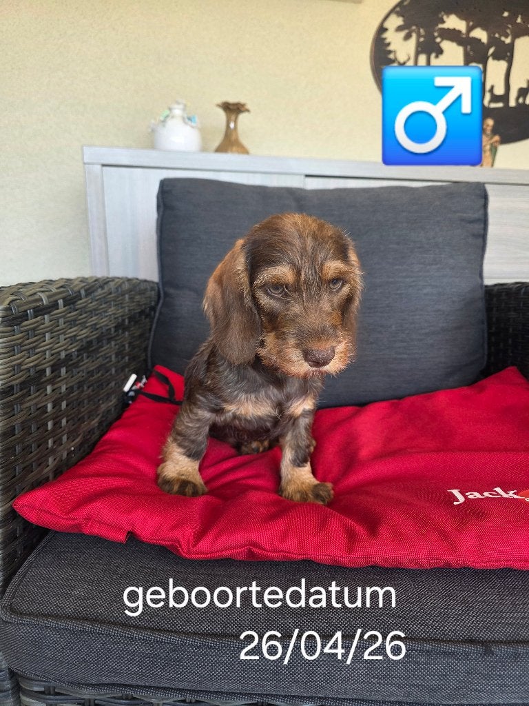 ruwhaar teckels pups, Dieren en Toebehoren, België, Reu, 8 tot 15 weken, Dwerg