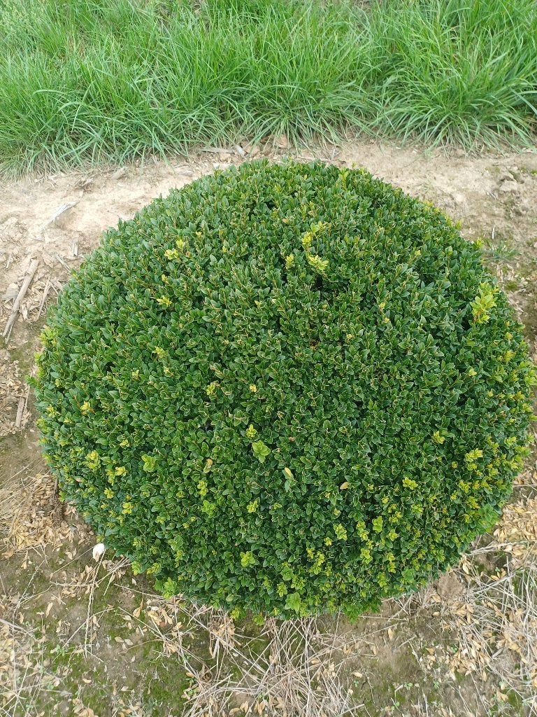 Boule Buxus (ceinture), Jardin & Terrasse, Enlèvement ou Envoi, Buis