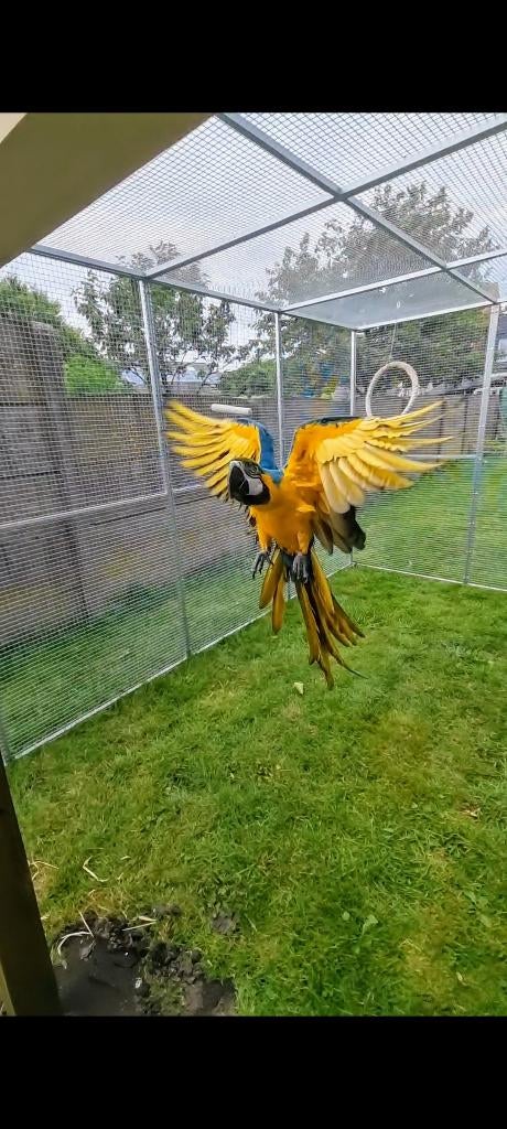 Ara man, Dieren en Toebehoren, Vogels | Parkieten en Papegaaien, Mannelijk, Papegaai, Geringd
