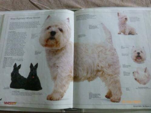 het mooiste hondenboek+bekende hondenrassen+de hond, Livres, Animaux & Animaux domestiques, Enlèvement ou Envoi, Utilisé, Chiens