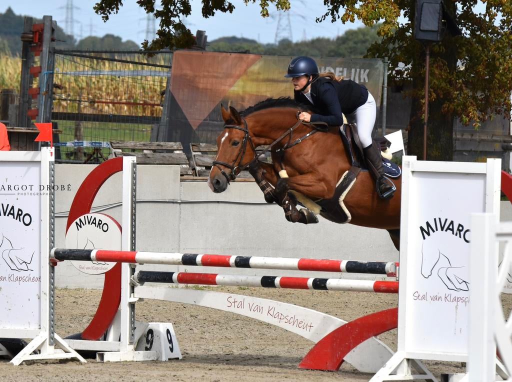 Springpaard te koop, Dieren en Toebehoren, Paarden, Merrie, L, 160 tot 165 cm, 11 jaar of ouder, Springpaard, Met stamboom, Gechipt
